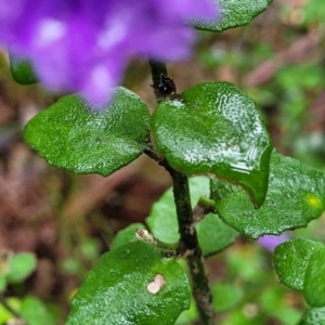 Dampiera purpurea at Leura, NSW - 5 Jan 2022