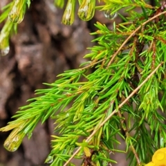 Dillwynia sp. at Leura, NSW - 5 Jan 2022