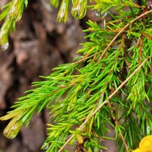 Dillwynia sp. at Leura, NSW - 5 Jan 2022