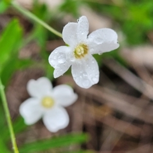 Mitrasacme polymorpha at Leura, NSW - 5 Jan 2022