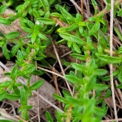 Mitrasacme polymorpha at Leura, NSW - 5 Jan 2022