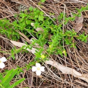 Mitrasacme polymorpha at Leura, NSW - 5 Jan 2022