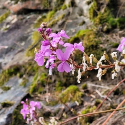 Stylidium (genus) (Trigger Plant) at Leura, NSW - 5 Jan 2022 by trevorpreston