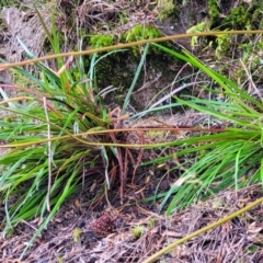 Stylidium sp. at Leura, NSW - 5 Jan 2022