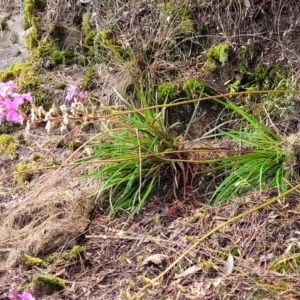 Stylidium sp. at Leura, NSW - 5 Jan 2022