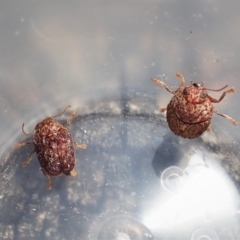 Cadmus (Brachycaulus) ferrugineus at Cook, ACT - 21 Dec 2021