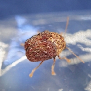 Cadmus (Brachycaulus) ferrugineus at Cook, ACT - 21 Dec 2021