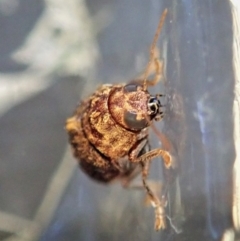 Cadmus (Brachycaulus) ferrugineus at Cook, ACT - 21 Dec 2021