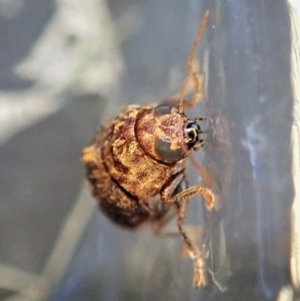 Cadmus (Brachycaulus) ferrugineus at Cook, ACT - 21 Dec 2021