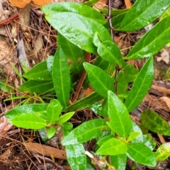 Olearia elliptica at Leura, NSW - 5 Jan 2022