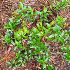 Olearia elliptica at Leura, NSW - 5 Jan 2022