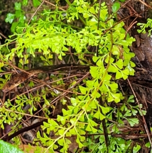 Lindsaea microphylla at Leura, NSW - 5 Jan 2022