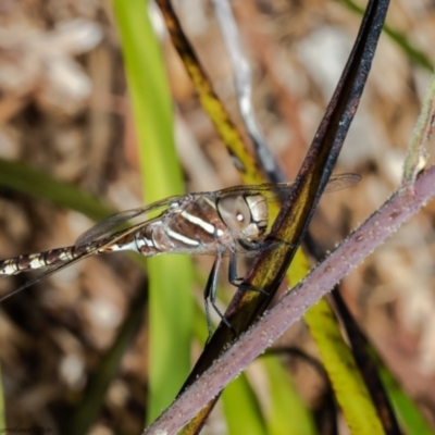 Adversaeschna brevistyla (Blue-spotted Hawker) at ANBG - 5 Jan 2022 by Roger