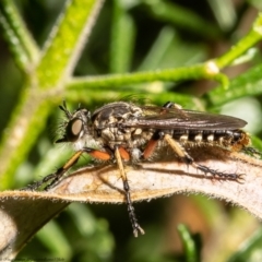 Thereutria amaraca (Spine-legged Robber Fly) at Acton, ACT - 5 Jan 2022 by Roger