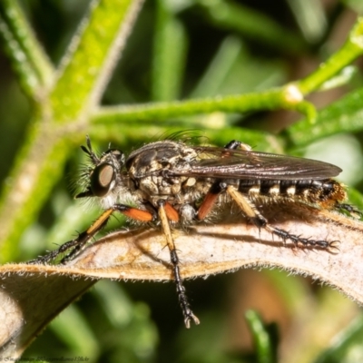 Thereutria amaraca (Spine-legged Robber Fly) at Acton, ACT - 5 Jan 2022 by Roger