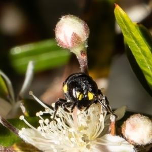 Hylaeus (Euprosopoides) rotundiceps at Acton, ACT - 5 Jan 2022 11:32 AM