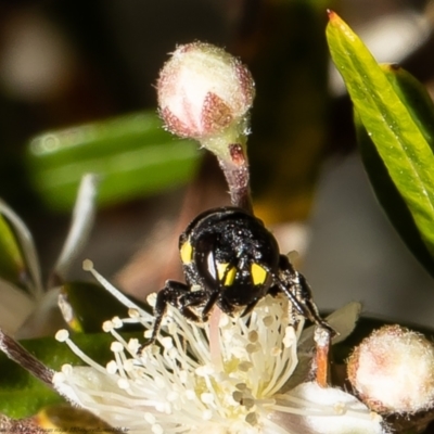 Hylaeus (Euprosopoides) rotundiceps (Hylaeine colletid bee) at ANBG - 5 Jan 2022 by Roger
