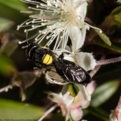 Hylaeus (Euprosopoides) rotundiceps at Acton, ACT - 5 Jan 2022 11:32 AM