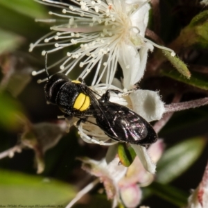 Hylaeus (Euprosopoides) rotundiceps at Acton, ACT - 5 Jan 2022