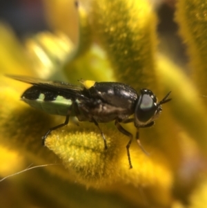 Odontomyia hunteri at Belconnen, ACT - 5 Jan 2022