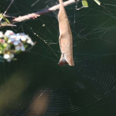 Unidentified Spider (Araneae) at Pambula Beach, NSW - 30 Dec 2021 by KylieWaldon