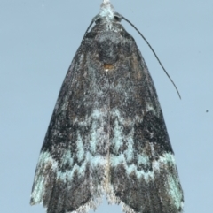 Heteromicta tripartitella (A Pyralid moth) at Ainslie, ACT - 31 Dec 2021 by jb2602