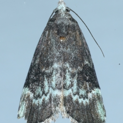 Heteromicta tripartitella (A Pyralid moth) at Ainslie, ACT - 31 Dec 2021 by jb2602