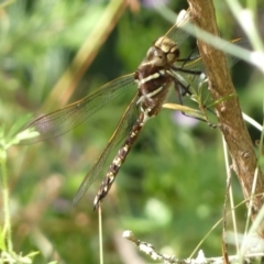 Adversaeschna brevistyla at Jerrabomberra, NSW - 5 Jan 2022 09:29 AM