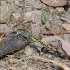 Orthetrum caledonicum (Blue Skimmer) at Jerrabomberra, NSW - 4 Jan 2022 by Steve_Bok