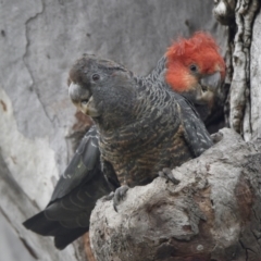 Callocephalon fimbriatum (Gang-gang Cockatoo) at City Renewal Authority Area - 4 Jan 2022 by epic