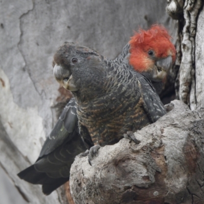 Callocephalon fimbriatum (Gang-gang Cockatoo) at City Renewal Authority Area - 4 Jan 2022 by epic