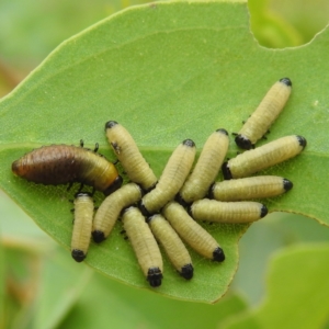 Paropsisterna cloelia at Stromlo, ACT - 4 Jan 2022