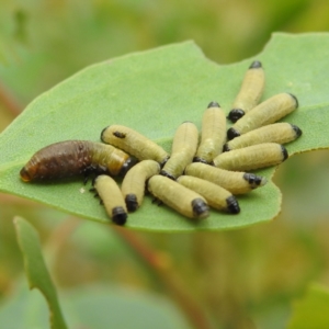 Paropsisterna cloelia at Stromlo, ACT - 4 Jan 2022