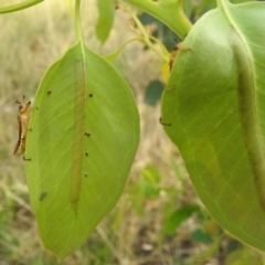 Pseudoperga lewisii (A Sawfly) at Stromlo, ACT - 5 Jan 2022 by HelenCross