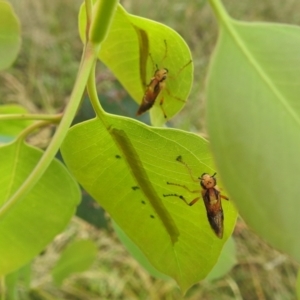 Pseudoperga lewisii at Stromlo, ACT - 5 Jan 2022