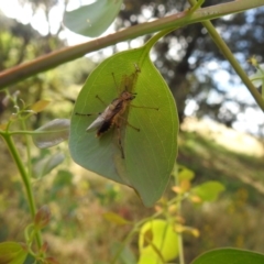 Pseudoperga lewisii at Stromlo, ACT - 5 Jan 2022