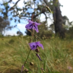 Arthropodium fimbriatum (Nodding Chocolate Lily) at Stromlo, ACT - 5 Jan 2022 by HelenCross