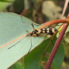 Gynoplistia (Gynoplistia) bella (A crane fly) at Stromlo, ACT - 5 Jan 2022 by HelenCross