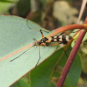 Gynoplistia (Gynoplistia) bella at Stromlo, ACT - suppressed