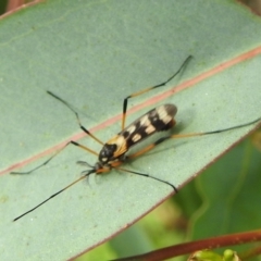 Gynoplistia (Gynoplistia) bella at Stromlo, ACT - suppressed