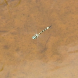 Parasynthemis regina at Kambah, ACT - 5 Jan 2022