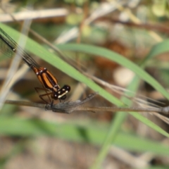 Nososticta solida at Jerrabomberra, NSW - 5 Jan 2022 09:37 AM