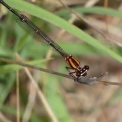 Nososticta solida at Jerrabomberra, NSW - 5 Jan 2022 09:37 AM