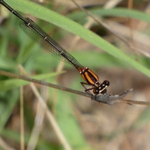 Nososticta solida at Jerrabomberra, NSW - 5 Jan 2022 09:37 AM