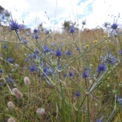 Eryngium ovinum (Blue Devil) at Paddys River, ACT - 5 Jan 2022 by HelenCross