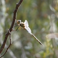 Hemicordulia sp. (genus) (an emerald) at Jerrabomberra, NSW - 4 Jan 2022 by Steve_Bok