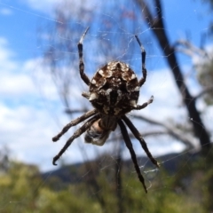 Backobourkia (genus) (An orb weaver) at Paddys River, ACT - 5 Jan 2022 by HelenCross