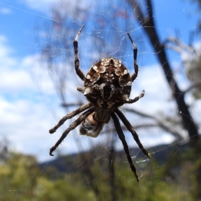 Backobourkia sp. (genus) (An orb weaver) at Paddys River, ACT - 5 Jan 2022 by HelenCross