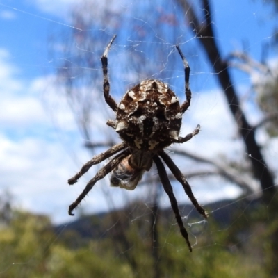 Backobourkia (genus) (An orb weaver) at Paddys River, ACT - 5 Jan 2022 by HelenCross