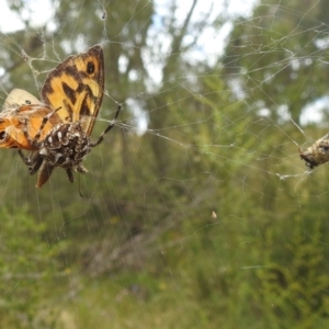 Backobourkia sp. (genus) at Paddys River, ACT - 5 Jan 2022